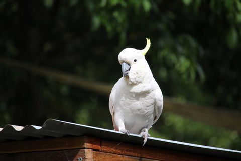 Jamieson Caravan Park - Lismore Accommodation 2