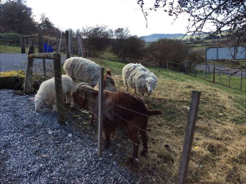 Mole Creek Cabins - Lismore Accommodation 3