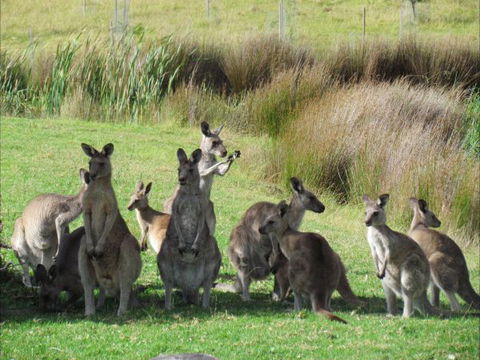 Tanja Lagoon Camp - Lismore Accommodation 6