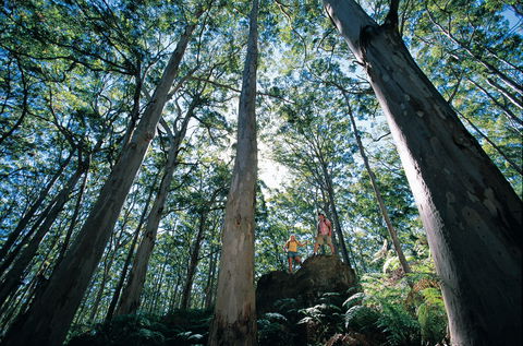 Boranup Camp At Leeuwin-Naturaliste National Park - Lismore Accommodation 1