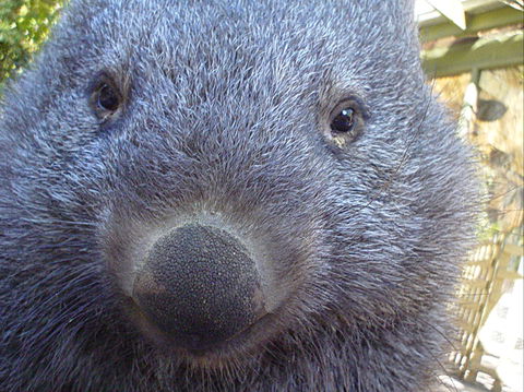 Kingbilli - Lismore Accommodation 5