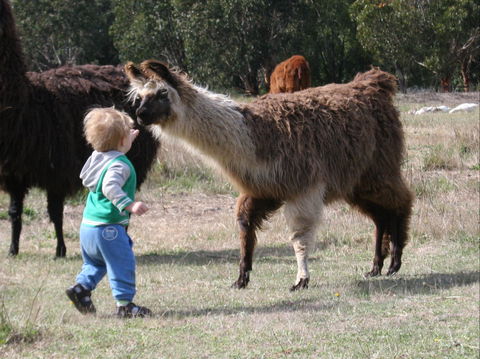 Kingbilli - Lismore Accommodation 6