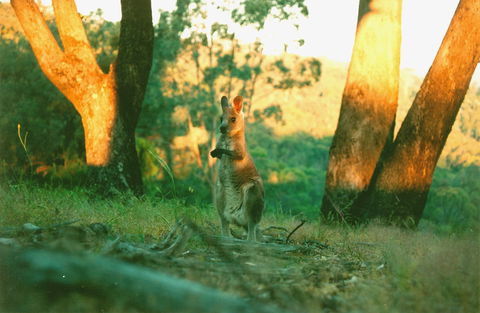 Kingbilli - Lismore Accommodation 7