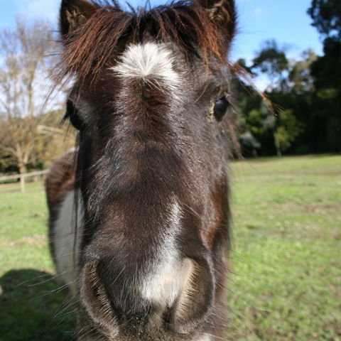 Kingbilli - Lismore Accommodation 8
