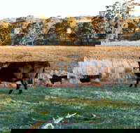 Lone Pine Homestead - Lismore Accommodation