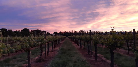 Milawa Vineyard Views - Lismore Accommodation 0