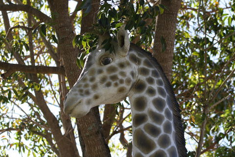 Sarina Palms Caravan Village - Lismore Accommodation 7