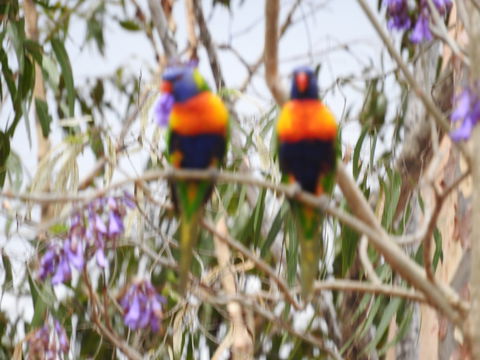 Twilight Grove Farm Bed And Breakfast - Lismore Accommodation 0