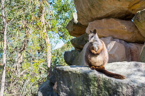 Waterfall Springs Retreat And Wildlife Sanctuary - Lismore Accommodation 9
