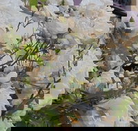 Old Post Office Guesthouse Carcoar - Lismore Accommodation