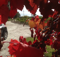 Under the Vines - Lismore Accommodation