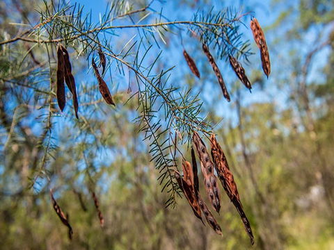Finchley Campground - Lismore Accommodation 1