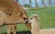 MillDuck StrawBale B&B - thumb 2