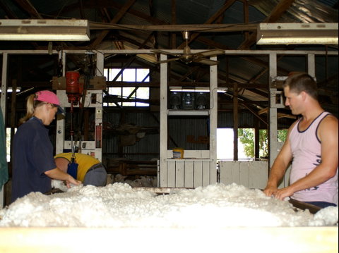 Pelican Sheep Station - Lismore Accommodation 0