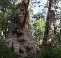 Valley of the Giants Cottage - Lismore Accommodation