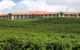 Turners Vineyard Motel - thumb 0