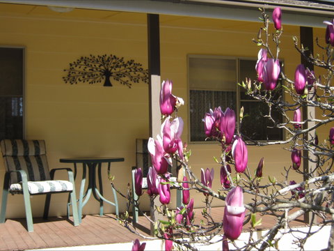 Figtree Cottage - Lismore Accommodation 1