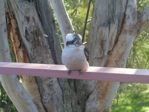 Kookaburra Dreaming - Lismore Accommodation 0