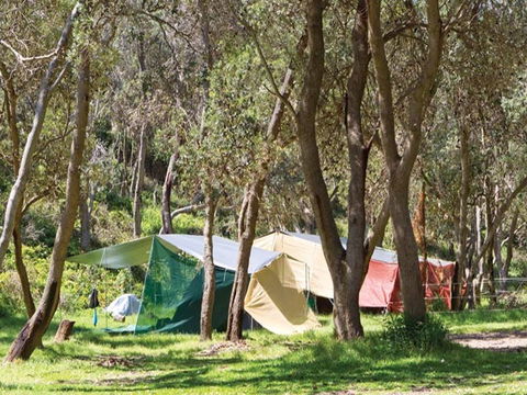 Pebbly Beach Campground - Yuraygir National Park - Lismore Accommodation 1