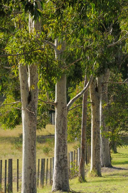 Sarsfield VIC Lismore Accommodation
