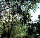 Mallacootas Shady Gully Caravan Park - Lismore Accommodation