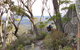 Mallacoota Hotel Motel - thumb 3