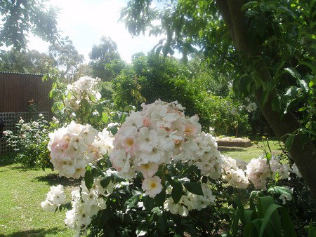 Hudspeth House Bed And Breakfast - Lismore Accommodation 3