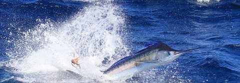 True Blue Fishing Charters - Lismore Accommodation 6