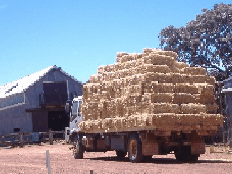 Avondale Discovery Farm - Lismore Accommodation 1