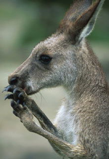 Armadale Reptile & Wildlife Centre - Lismore Accommodation 2