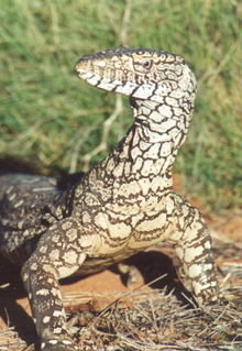 Armadale Reptile & Wildlife Centre - Lismore Accommodation 3