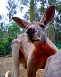 Birdland Animal Park - Lismore Accommodation 3