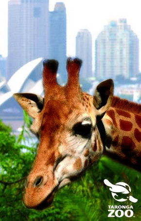 Taronga Zoo - Lismore Accommodation 3