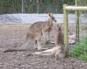 Jirrahlinga Koala & Wildlife Sanctuary - Lismore Accommodation 0