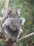 Jirrahlinga Koala & Wildlife Sanctuary - Lismore Accommodation 1