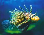 Underwater World - Lismore Accommodation 0