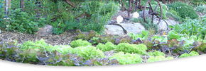 Calmsley Hill City Farm - Lismore Accommodation 1