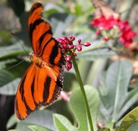 Butterfly Farm - Lismore Accommodation