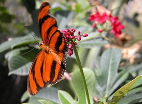Butterfly Farm - Lismore Accommodation 0