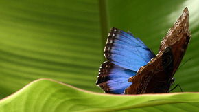 Butterfly Farm - Lismore Accommodation 3