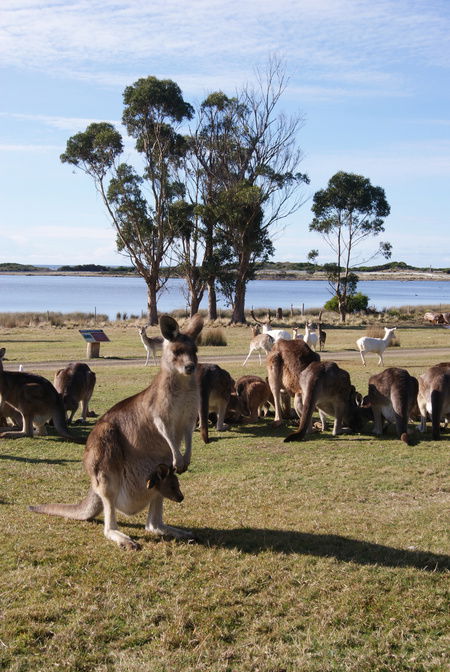 East Coast Natureworld - Lismore Accommodation 1