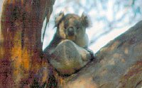Koala Conservation Centre - Lismore Accommodation 2