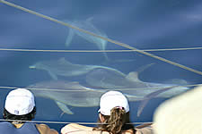 Temptation Sailing - Lismore Accommodation 2