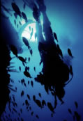 Scuba World - Lismore Accommodation 0