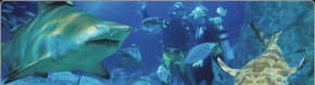 Scuba World - Lismore Accommodation 1