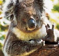 Gorge Wildlife Park - Lismore Accommodation