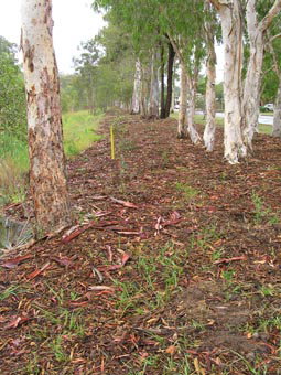 Kumbartcho Sanctuary - Lismore Accommodation 1