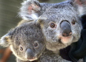 Symbio Wildlife Gardens - Lismore Accommodation 1