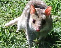 Urimbirra Wildlife Park - Lismore Accommodation 0