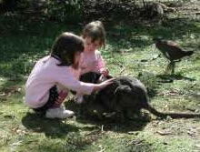 Urimbirra Wildlife Park - Lismore Accommodation 1